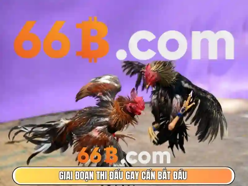 66b là gì?