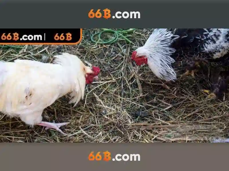 66b: một cái nhìn tổng quan